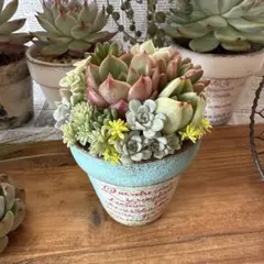 ★気まぐれassert★〜そのまま飾れる多肉の植物寄せ植え〜リメ鉢ちまちまリメ缶