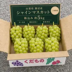 ぶどう苗木 シャインマスカット 5本5号ポット登録品種接木苗高約90cm8