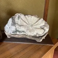 菊花石