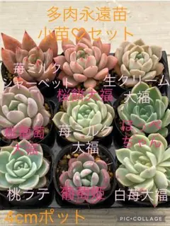 2026年最新】miya苗の人気アイテム - メルカリ