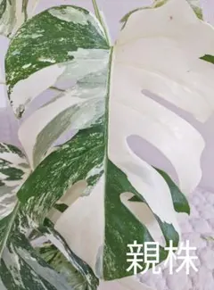 2026年最新】斑入りモンステラ ハーフムーンの人気アイテム - メルカリ