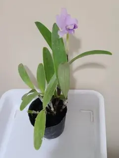 2025年最新】苗の人気アイテム - メルカリ