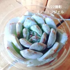 【レア種】スノーエンジェル　エケベリア カット苗のサムネイル