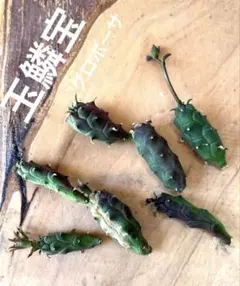 D-WORXX様 リクエスト 2点 まとめ商品