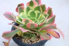 70#観葉植物ア工オニウム錦❤️レッド富士❤️青花瓷❤️1大頭5小頭
