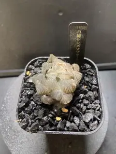 の*る様 万象　クモの巣錦　超美株　糊斑　極上班 の*る様 万象 クモの巣錦 超美株 糊斑 極上班 蜘蛛の