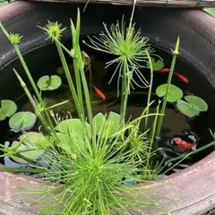 ミニパピルス　抜き苗１株