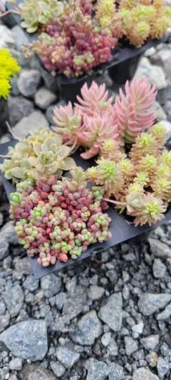 多肉植物 セダム寄せ植えセット 4連パック　お手軽セットのサムネイル