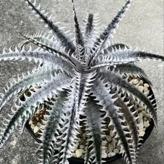 2026年最新】dyckia nemesisの人気アイテム - メルカリ