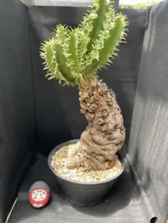 選抜株】ユーフォルビア ムランジーナ 木質化中 鉢ごと発送 - メルカリ