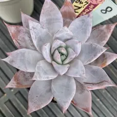 Top【選抜株】多肉植物　T3093ブルーバード　35個　鉢無し/脱土 Top【選抜株】多肉植物 T3093ブルーバード 35個 鉢無し/脱土 - メルカリ