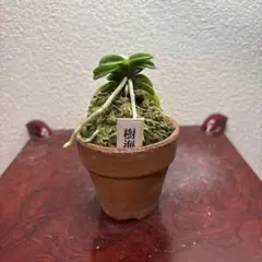 富貴蘭　風蘭　樹海のサムネイル