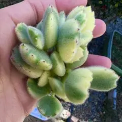 2026年最新】多肉植物 錦の人気アイテム - メルカリ