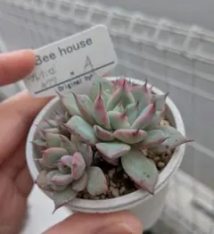 ホーリンゼチワワxA beehouse 札付き　多肉植物のサムネイル