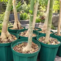 ヤマモモ（森口）苗木高さ約110cm6号鉢接木鉢ごと発送大株10/5 - メルカリ