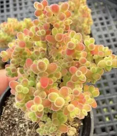2026年最新】ドロサンテマム 蜜橘の人気アイテム - メルカリ