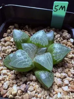 101g 多肉植物 ハオルチア 彩画寿 自家繁殖 鉢植え発送 - メルカリ