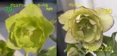 種 79 ×80　3粒 《こちらは注文受付ページ》購入は専用ページで!