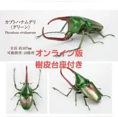 いきもの大図鑑 かぶとむし09 カブトハナムグリ(グリーン) オンライン版③