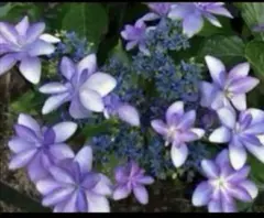 紫陽花　挿し木苗　ダンスパーティー