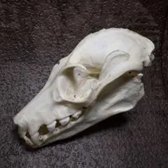 ジャワオオコウモリ 蝙蝠 頭骨 頭蓋骨 骨格標本