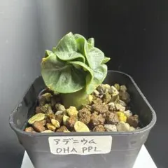 【希少】アデニウム DHA PPL ドーセットホーン カール葉　獅子葉のサムネイル