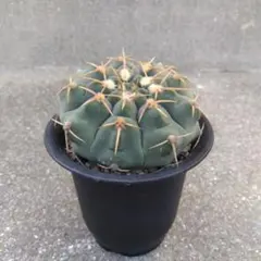 ☆サボテン　バッテリー　ギムノカリキウムのサムネイル