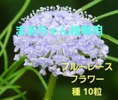 まあちゃん様専用