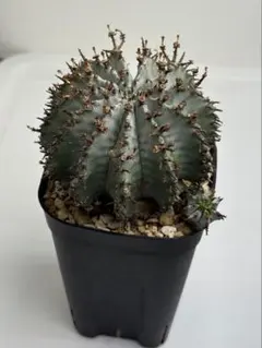 ☆極上品親株☆スーパーホリダ　ゼブラホリダ　ホリダ　幅12.4cm ☆極上品親株☆スーパーホリダ ゼブラホリダ ホリダ 幅12.4cm ☆極上品親株