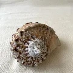 2026年最新】法螺貝標本の人気アイテム - メルカリ