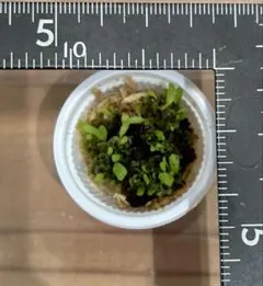 MaisonOsada様 リクエスト 2点 まとめ商品