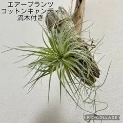 エアープランツ　コットンキャンディ　流木とウスネオイデス付きのサムネイル