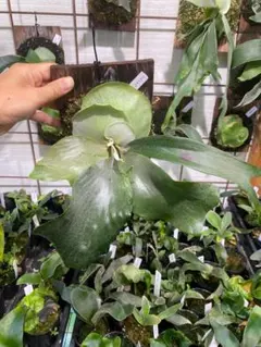 berry様 リクエスト 2点 まとめ商品