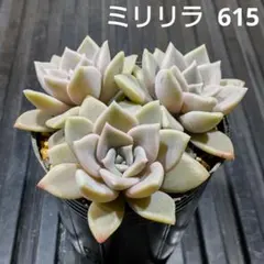 ミリリラ 3株 615 エケベリア 多肉植物 抜き苗