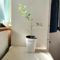 現品、アカシアの苗※銀葉ミモザ