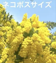 発送当日摘み　フレッシュミモザ　　　ネコポスサイズ　花言葉　感謝