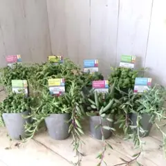 おまかせ♡２ポット♡ネックレス♡多肉植物♡