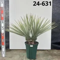 2026年最新】ロストラータ ユッカの人気アイテム - メルカリ