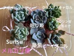2026年最新】パクさん苗の人気アイテム - メルカリ