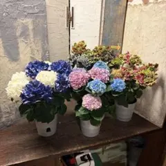 【特選】　秋色アジサイ　6寸4種4鉢　紫陽花　アジサイのサムネイル