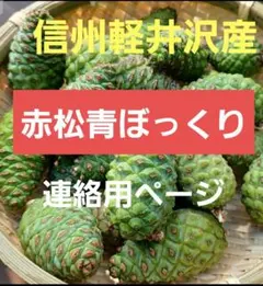 ★連絡用ページ★季節限定★軽井沢産赤松青ぼっくりご予約 ツクヅミ様専用☆季節限定☆軽井沢産赤松青ぼっくり Mサイズのみ 500g
