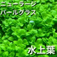 水中葉】ニューラージパールグラス - メルカリ