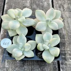 ちーたん様 リクエスト 3点 まとめ商品