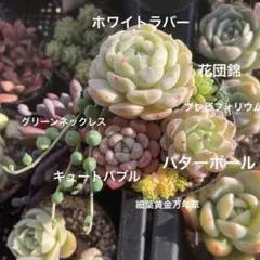 2026年最新】植物 苗 販売の人気アイテム - メルカリ