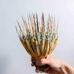 9 ユタエンシス エボリスピナ 現地株 ベアルート 陽炎 アガベ - メルカリ