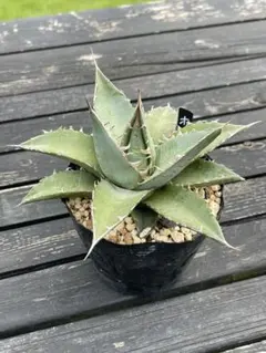 2025年最新】アガベ ホリダの人気アイテム - メルカリ