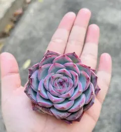 なお様 リクエスト 7点 まとめ商品