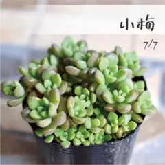 多肉植物【小梅】つぶつぶ屋さん ポットごと or 抜き苗 6㎝ポットのサムネイル