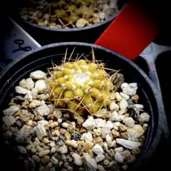 2026年最新】コルムナアルバの人気アイテム - メルカリ