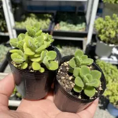 アロマティカス ポットごと発送 - メルカリ